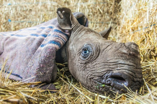 Illustration for article titled How to take care of a blind baby rhino